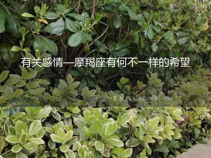 有關感情—摩羯座有何不一樣的希望