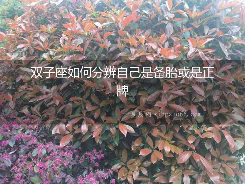 雙子座如何分辨自己是備胎或是正牌