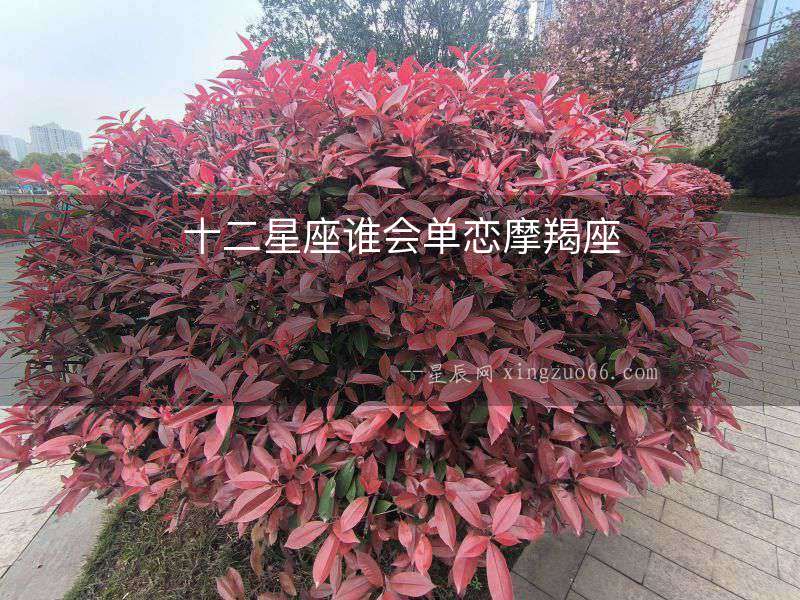 十二星座誰會單戀摩羯座