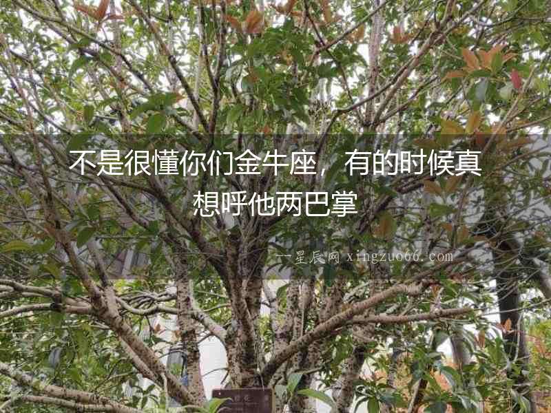 不是很懂你們金牛座，有的時(shí)候真想呼他兩巴掌