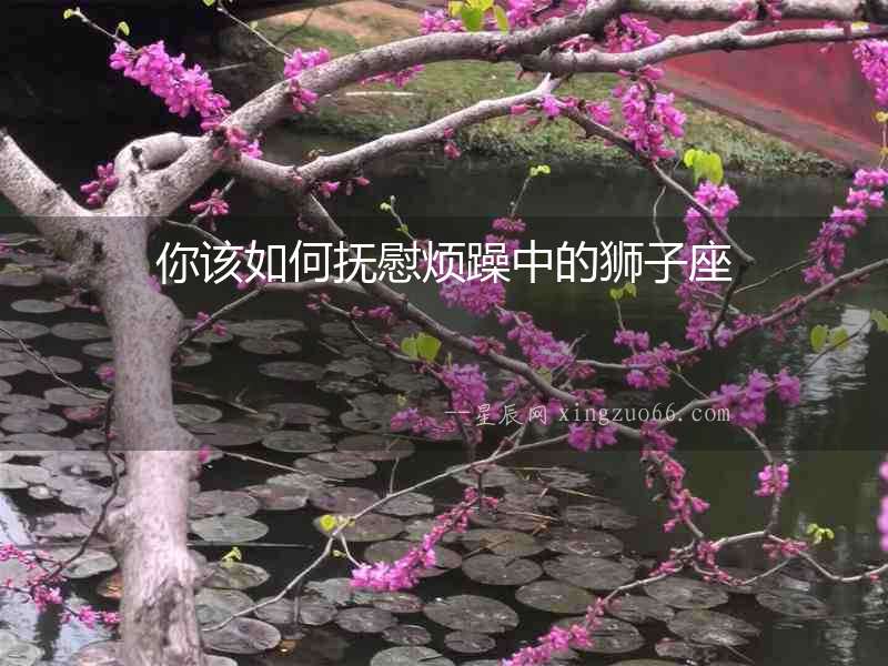 你該如何撫慰煩躁中的獅子座