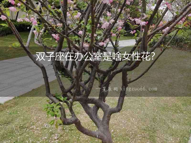雙子座在辦公室是啥女性花？