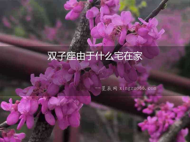 雙子座由于什么宅在家