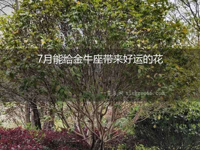 7月能給金牛座帶來好運(yùn)的花