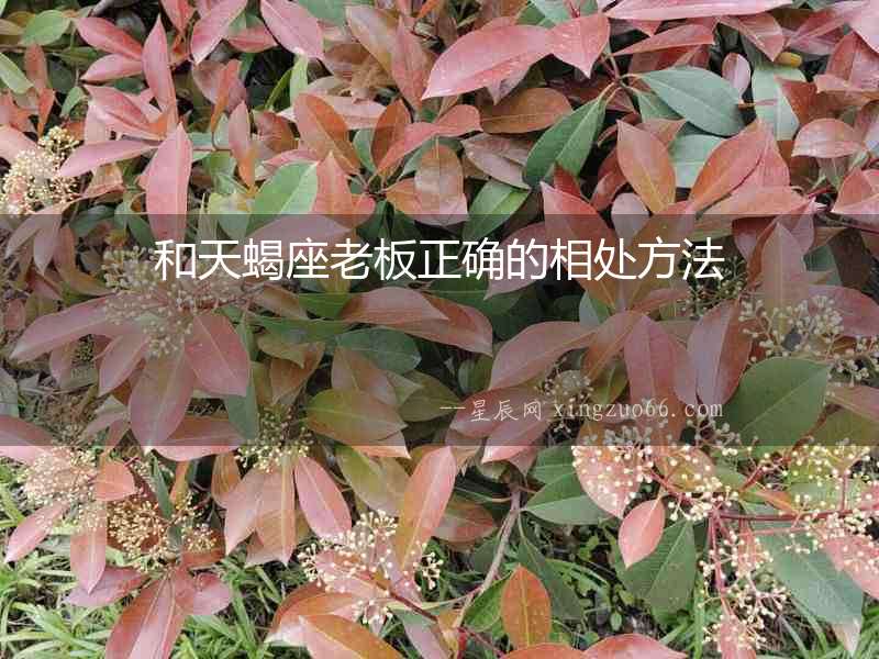 和天蝎座老板正確的相處方法