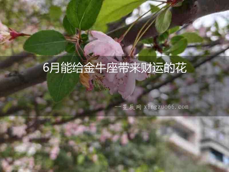 6月能給金牛座帶來財(cái)運(yùn)的花