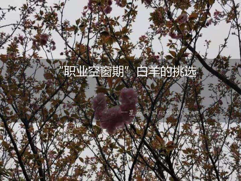 “職業空窗期”白羊的挑選