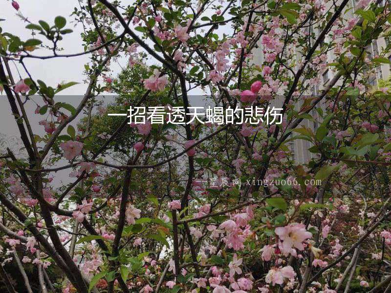 一招看透天蝎的悲傷