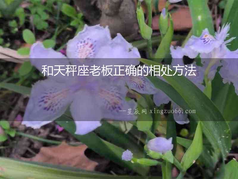 和天秤座老板正確的相處方法