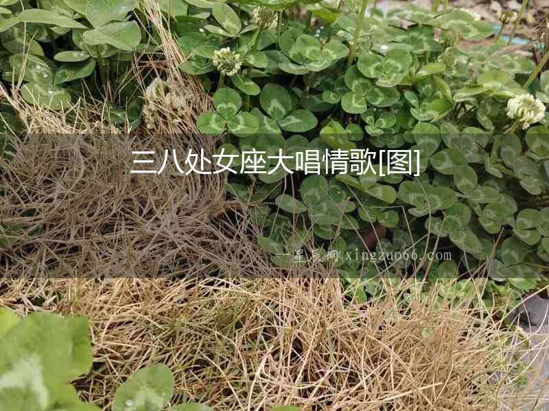 三八處女座大唱情歌[圖]
