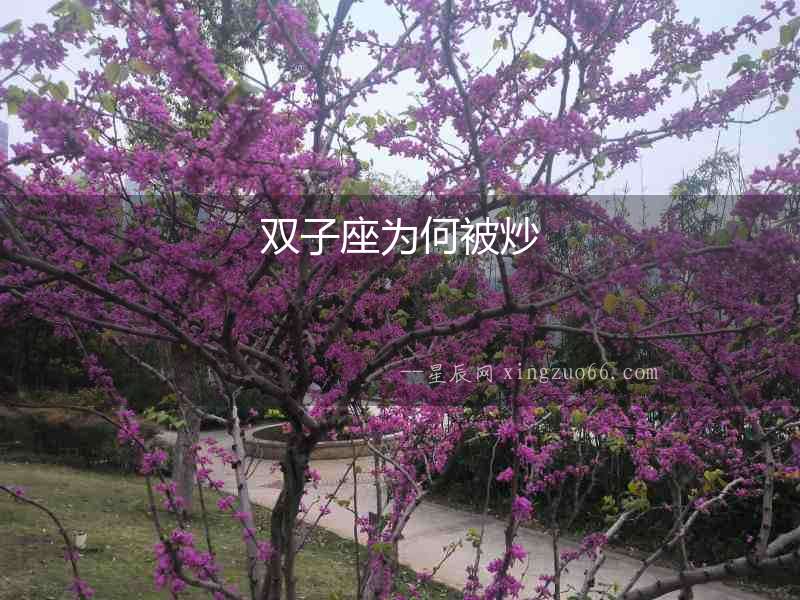 雙子座為何被炒