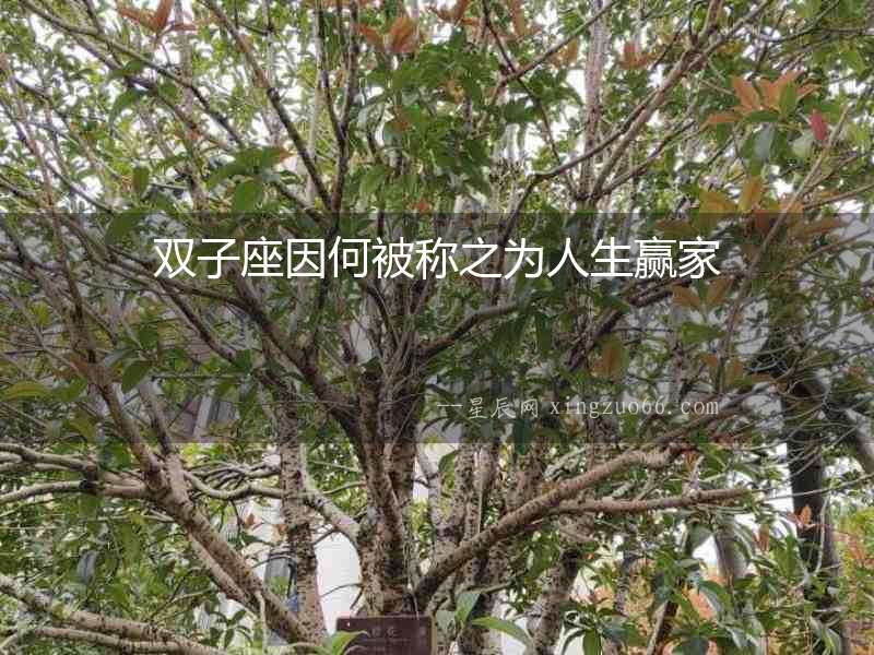 雙子座因何被稱之為人生贏家