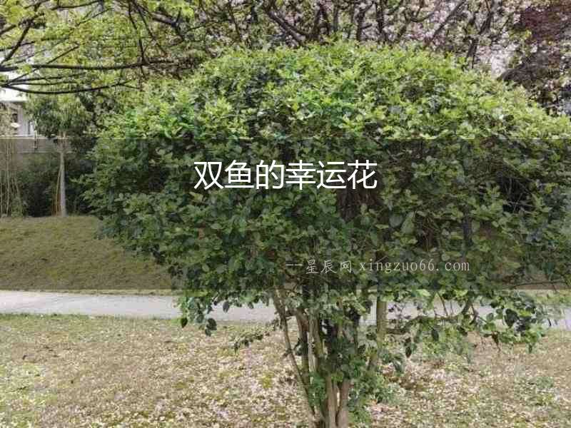 雙魚的幸運花