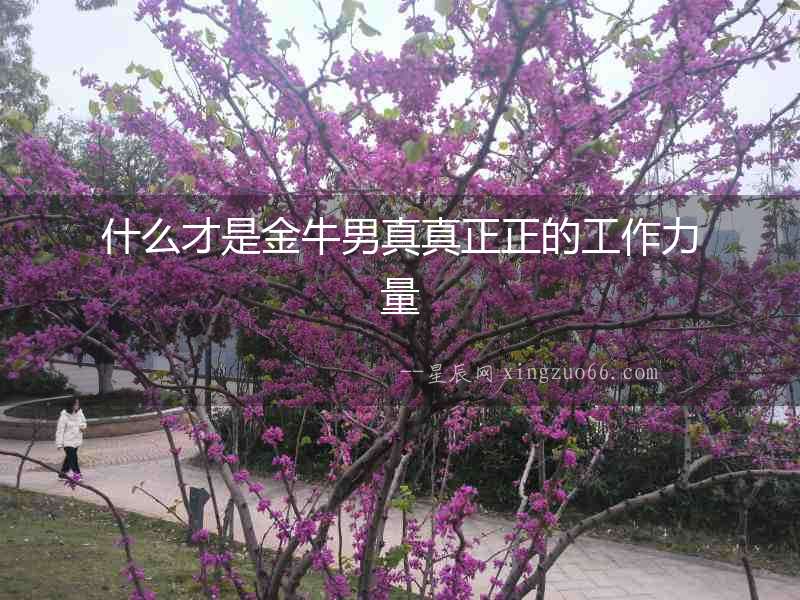 什么才是金牛男真真正正的工作力量