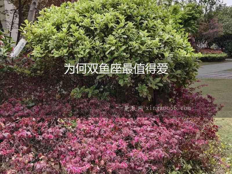 為何雙魚座最值得愛