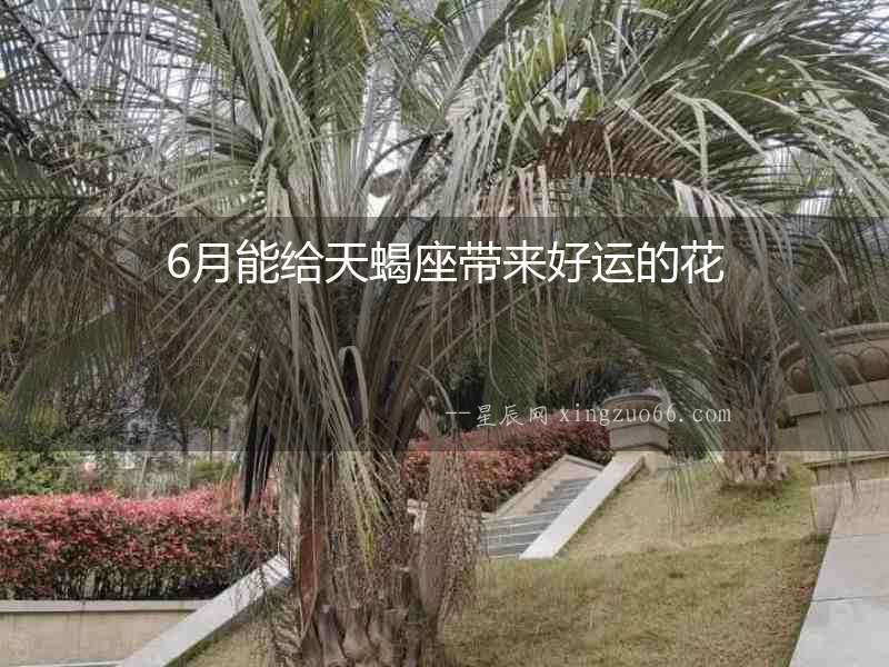 6月能給天蝎座帶來好運的花