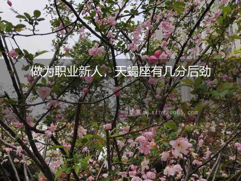 做為職業新人，天蝎座有幾分后勁