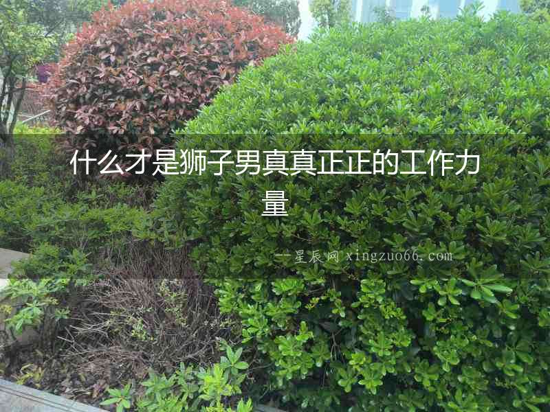 什么才是獅子男真真正正的工作力量