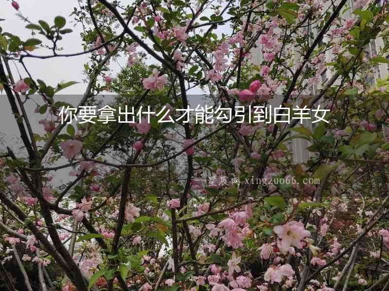 你要拿出什么才能勾引到白羊女