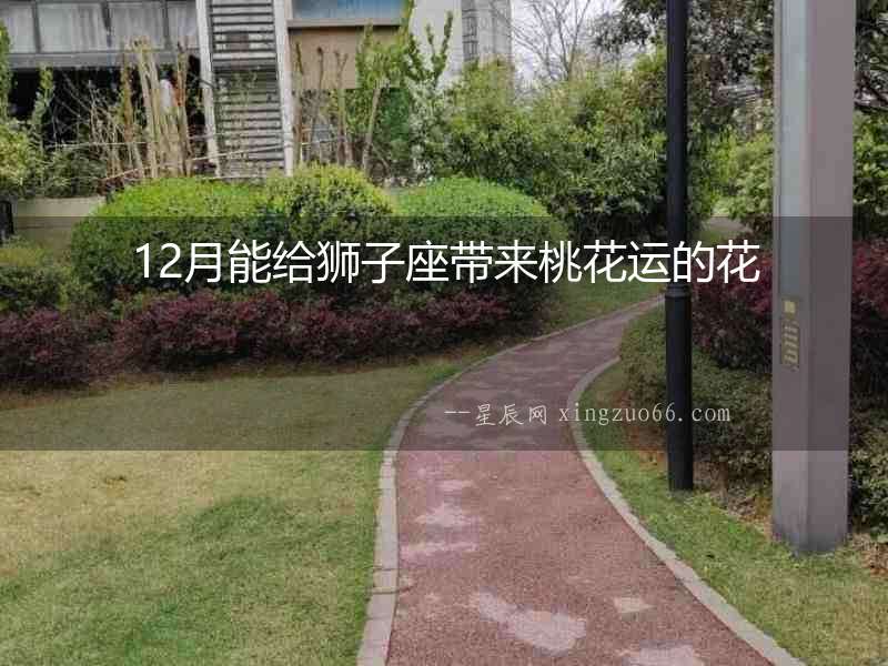 12月能給獅子座帶來桃花運的花