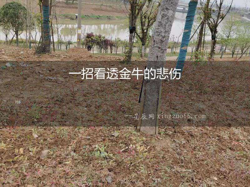 一招看透金牛的悲傷