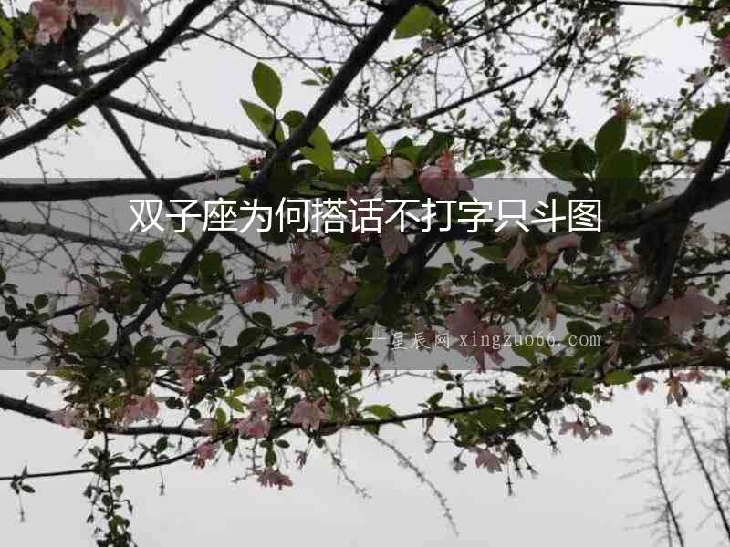 雙子座為何搭話不打字只斗圖