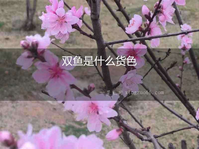 雙魚是什么貨色