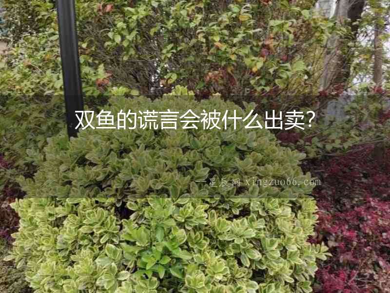雙魚(yú)的謊言會(huì)被什么出賣？