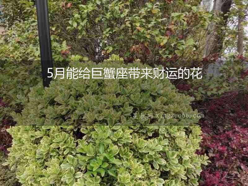 5月能給巨蟹座帶來財運的花
