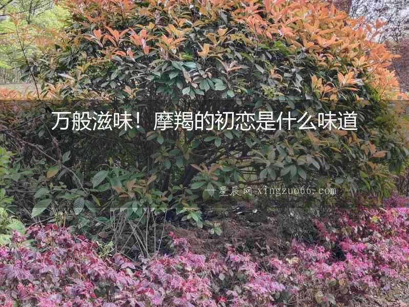 萬般滋味！摩羯的初戀是什么味道