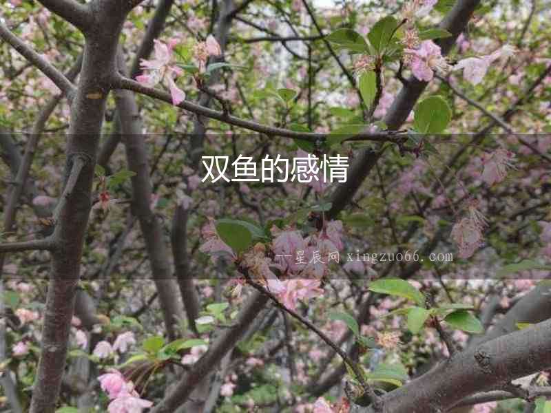 雙魚(yú)的感情