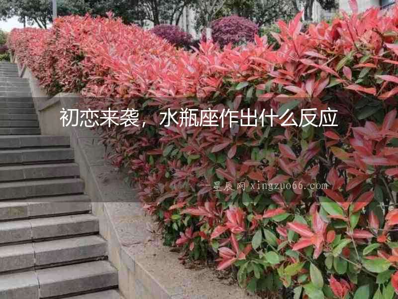 初戀來襲，水瓶座作出什么反應
