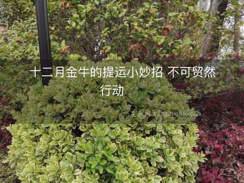 十二月金牛的提運小妙招 不可貿然行動  　　