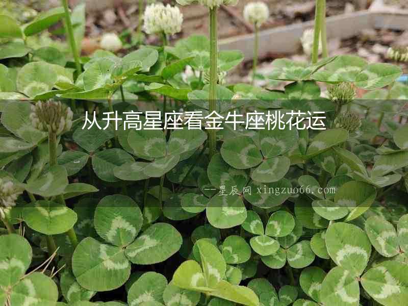 從升高星座看金牛座桃花運