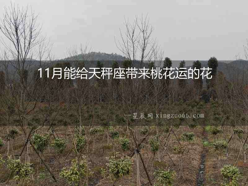 11月能給天秤座帶來桃花運的花