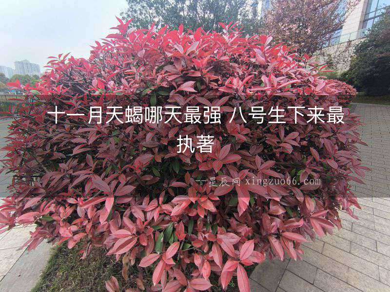 十一月天蝎哪天最強 八號生下來最執著