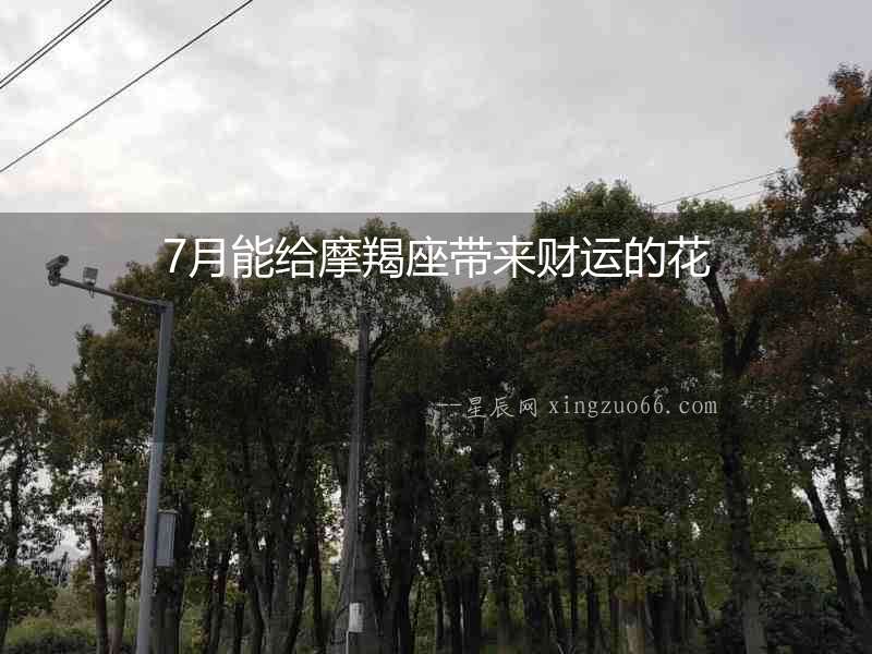 7月能給摩羯座帶來財運的花