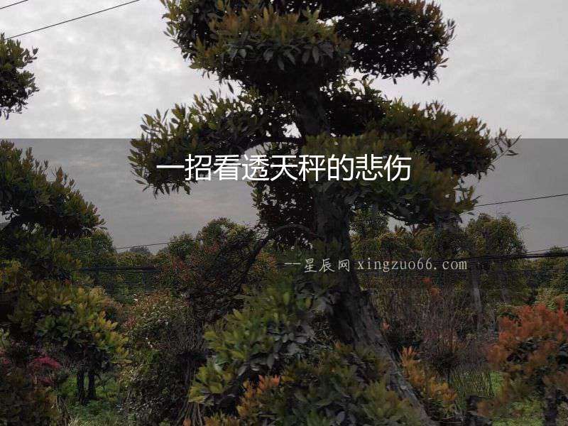 一招看透天秤的悲傷