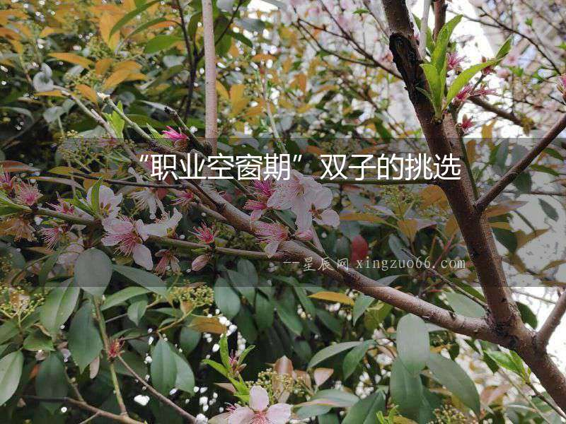 “職業(yè)空窗期”雙子的挑選