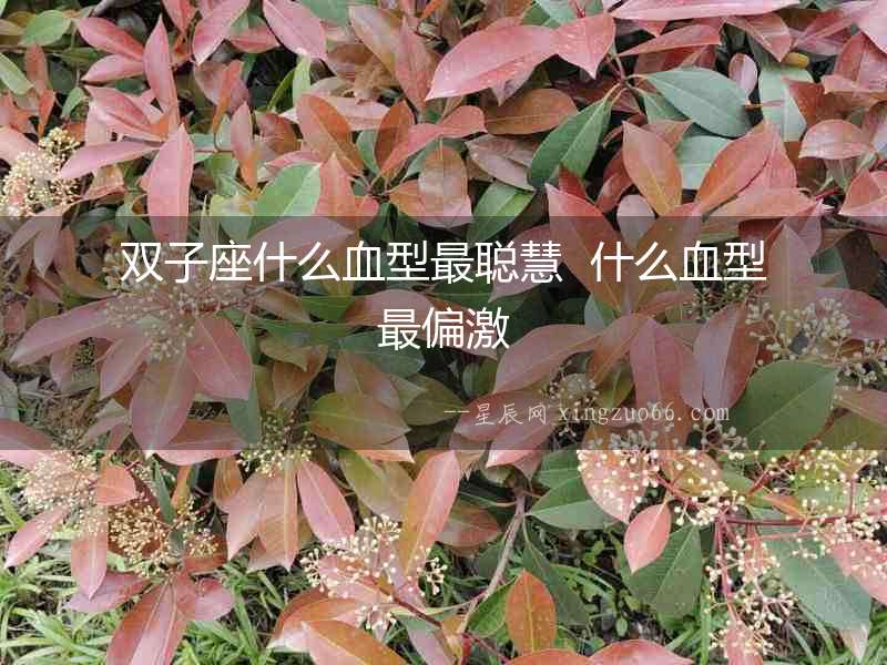 雙子座什么血型最聰慧  什么血型最偏激