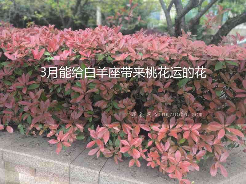 3月能給白羊座帶來桃花運(yùn)的花
