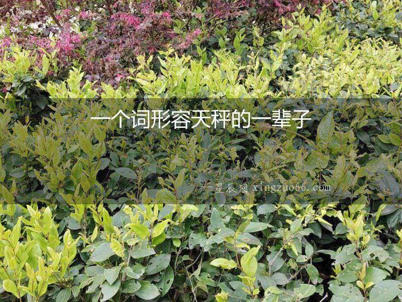 一個詞形容天秤的一輩子