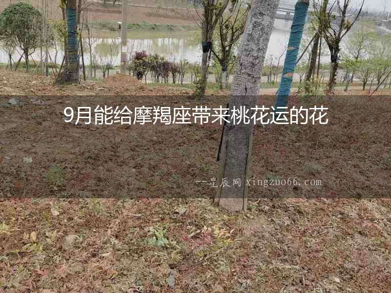 9月能給摩羯座帶來桃花運的花