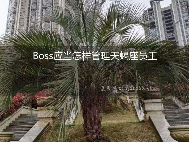 Boss應當怎樣管理天蝎座員工