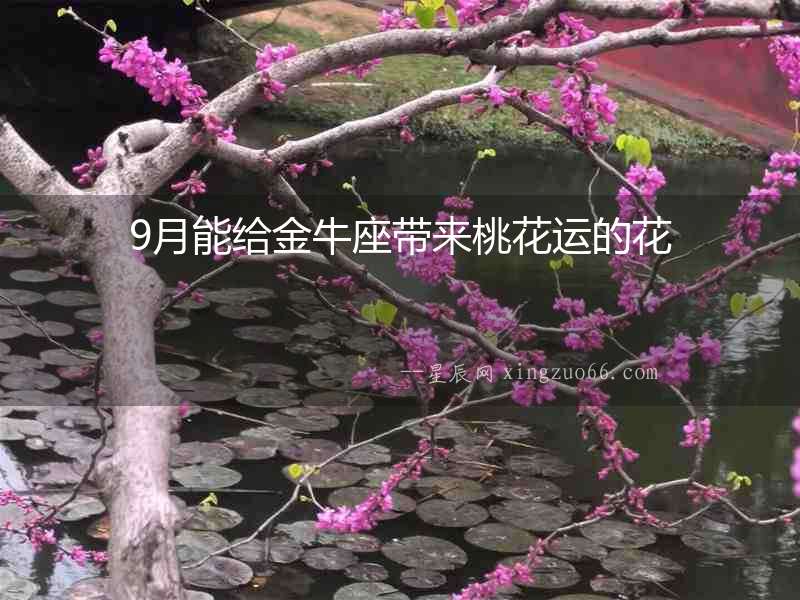 9月能給金牛座帶來桃花運(yùn)的花