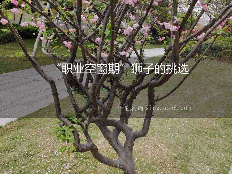 “職業空窗期”獅子的挑選