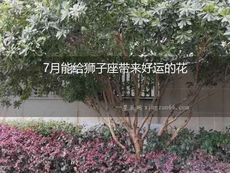 7月能給獅子座帶來好運(yùn)的花