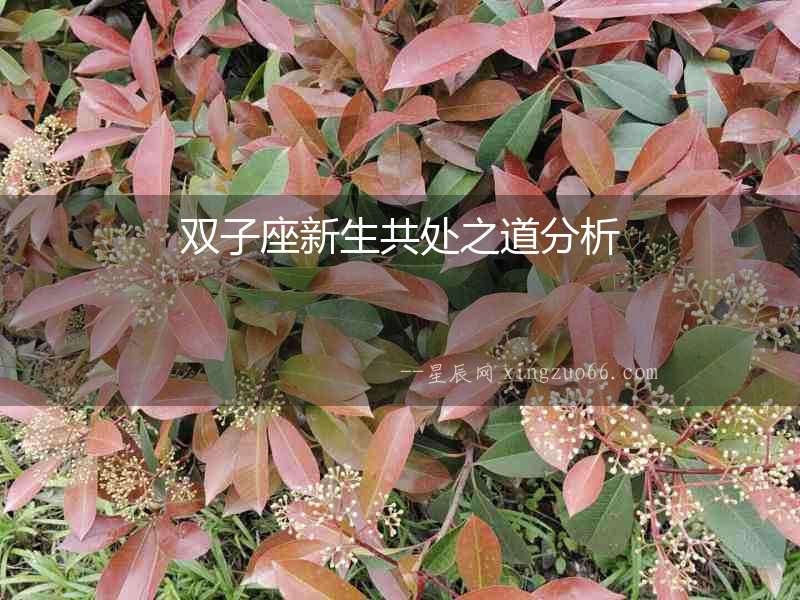雙子座新生共處之道分析