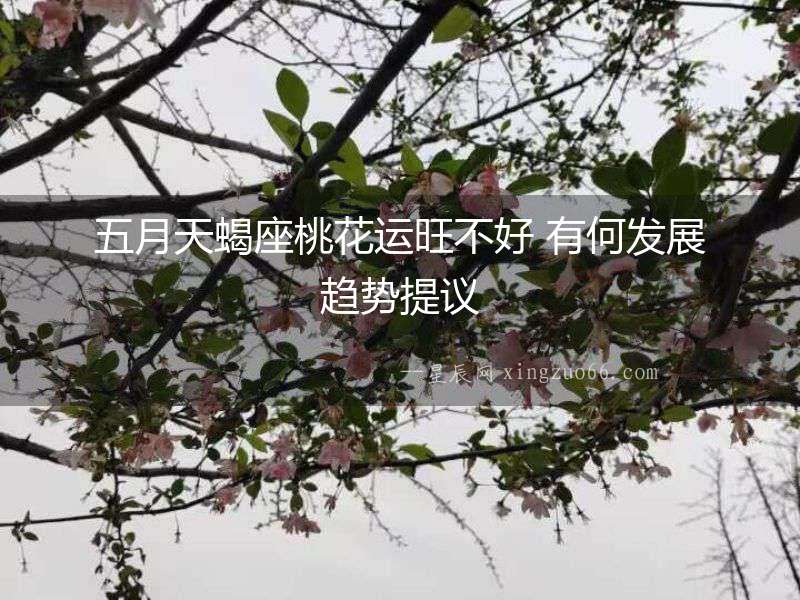 五月天蝎座桃花運旺不好 有何發展趨勢提議
