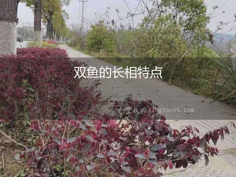 雙魚的長相特點